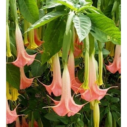 Brugmansia suaveolens 'Pink'